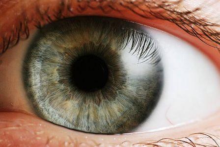¿Han encontrado los evolucionistas un mal diseño en el ojo?
